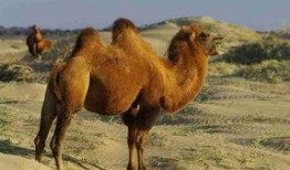 骆驼吃瓜免费图片高清,高清画面展现自然和谐